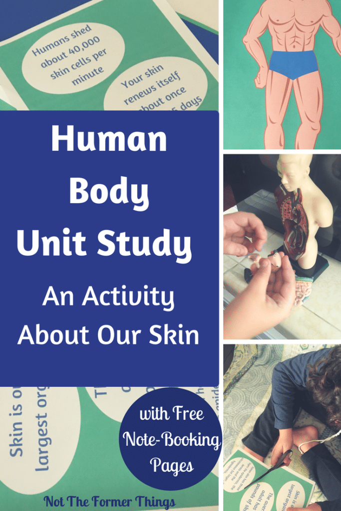 Human Body Unit Study: An Activity About Our Skin #homeschool #freeprintables #kidsactivity #humanbodyunitstudy #skinstudy